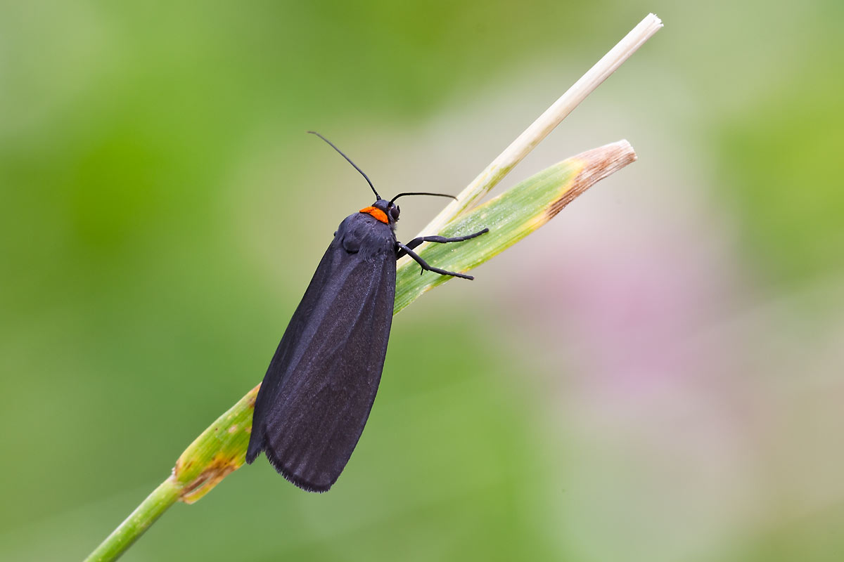 farfalle da identificare